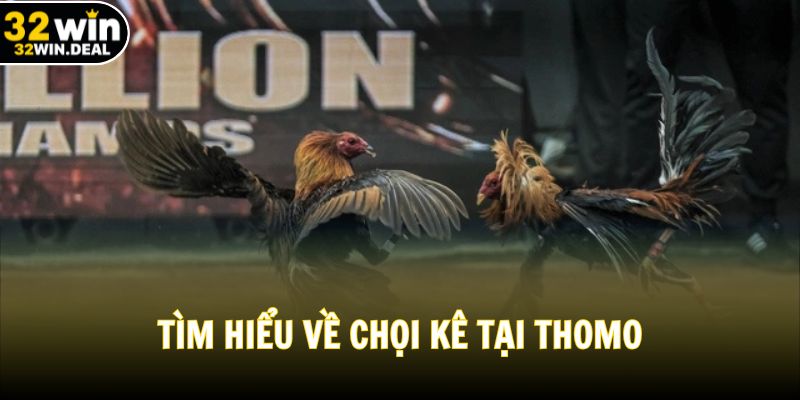 Tìm hiểu về chọi kê tại Thomo